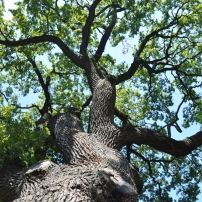 Kocsnyos tlgy - Quercus robur