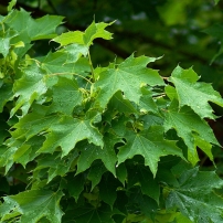 A korai juhar (Acer platanoides)