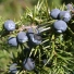 Közönséges boróka - Juniperus communis