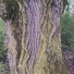 Fekete nyár - Populus nigra