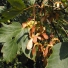 Hegyi juhar - Acer pseudoplatanus