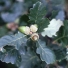 Molyhos tölgyek - Quercus pubescens AGG.