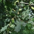 Kocsányos tölgy - Quercus robur