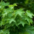 A korai juhar (Acer platanoides)