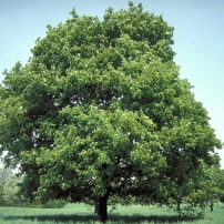 A korai juhar (Acer platanoides)